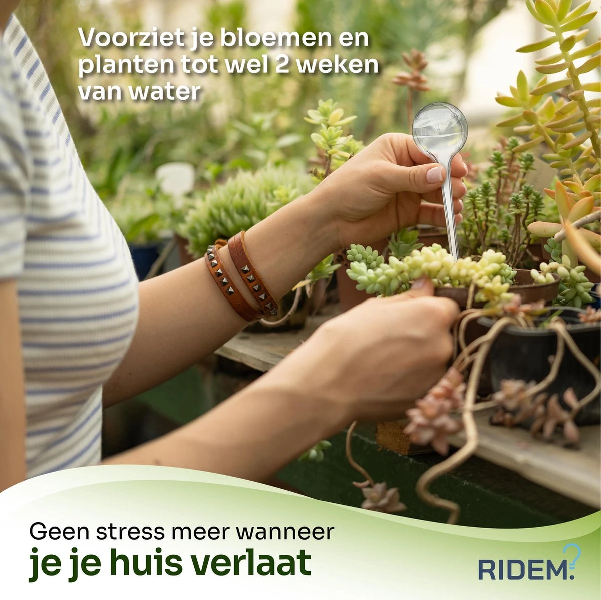Waterdruppelaar Voor Planten - Irrigatiesysteem- Waterbol - Druppelsysteem - Watergeefsysteem Voor Kamerplanten - Plantenwatergever -6 Stuks - Transparant - Afbeelding 3