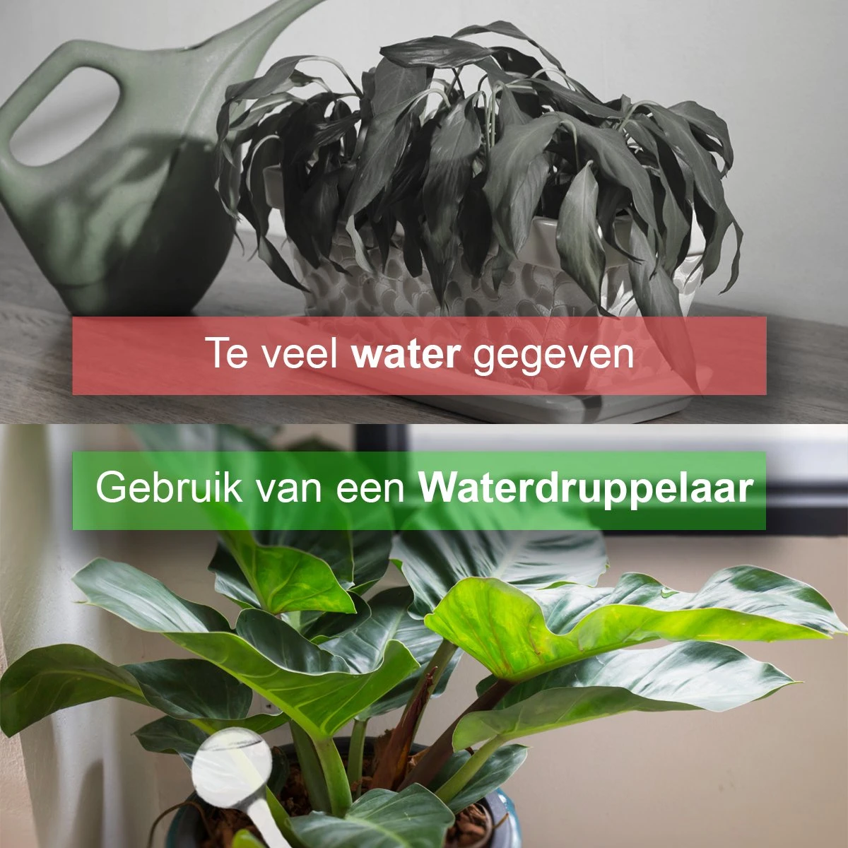 Waterdruppelaar Set Van 12 Stuks - Waterdruppelaar Voor Planten - Watergeefsysteem - Waterbol Irrigatiesysteem - Automatisch Druppelsysteem Voor Kamerplanten & Tuin - Watergever - Transparant - 15cm - Afbeelding 6