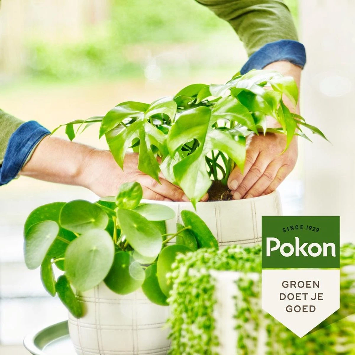 Pokon Bio Groene Planten Voeding - 500ml - Plantenvoeding (bio) - 7ml Per 1L Water - Afbeelding 5