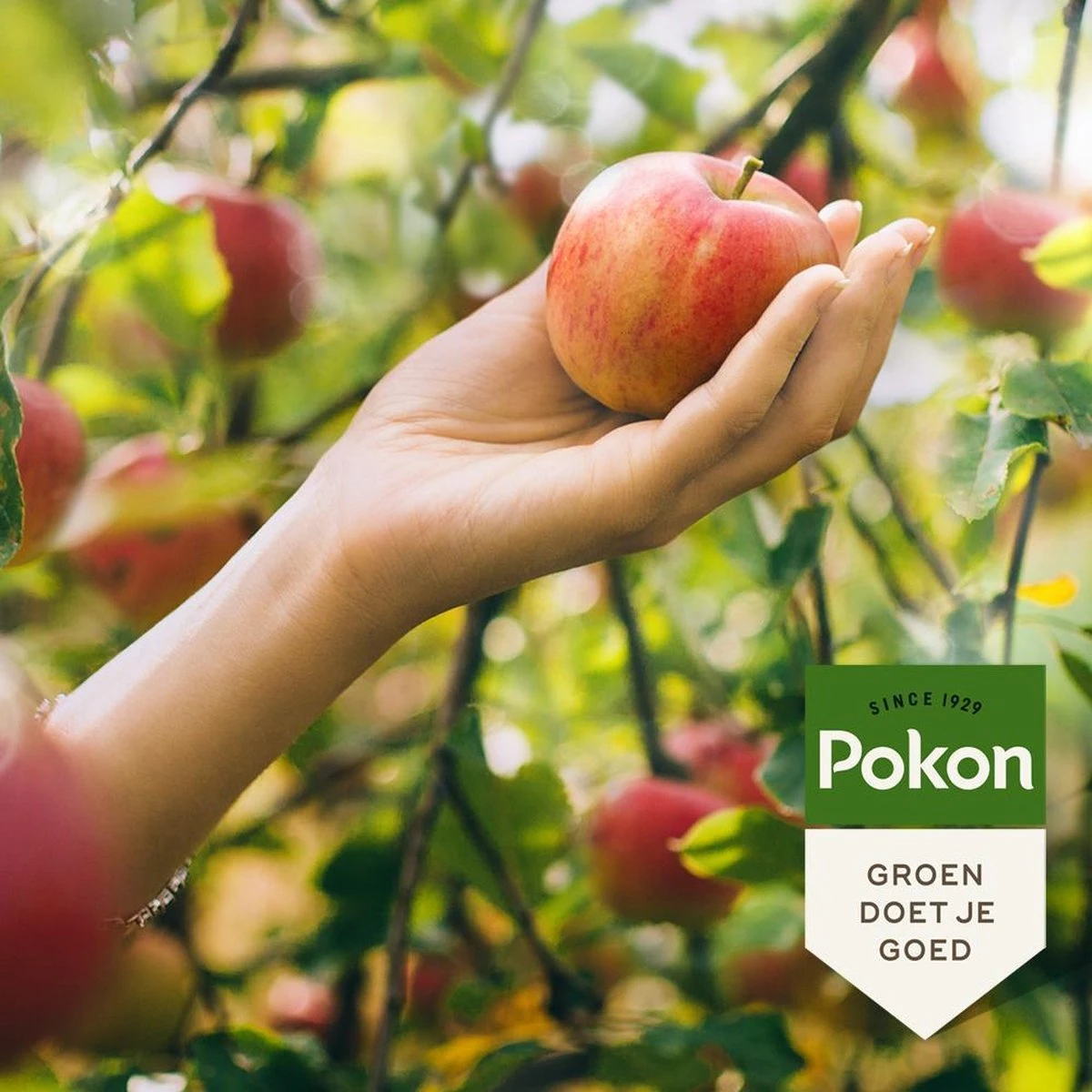 Pokon Bio Fruitbomen Mest - 1kg - Meststof (biologisch) - 120 Dagen Voeding - Afbeelding 4