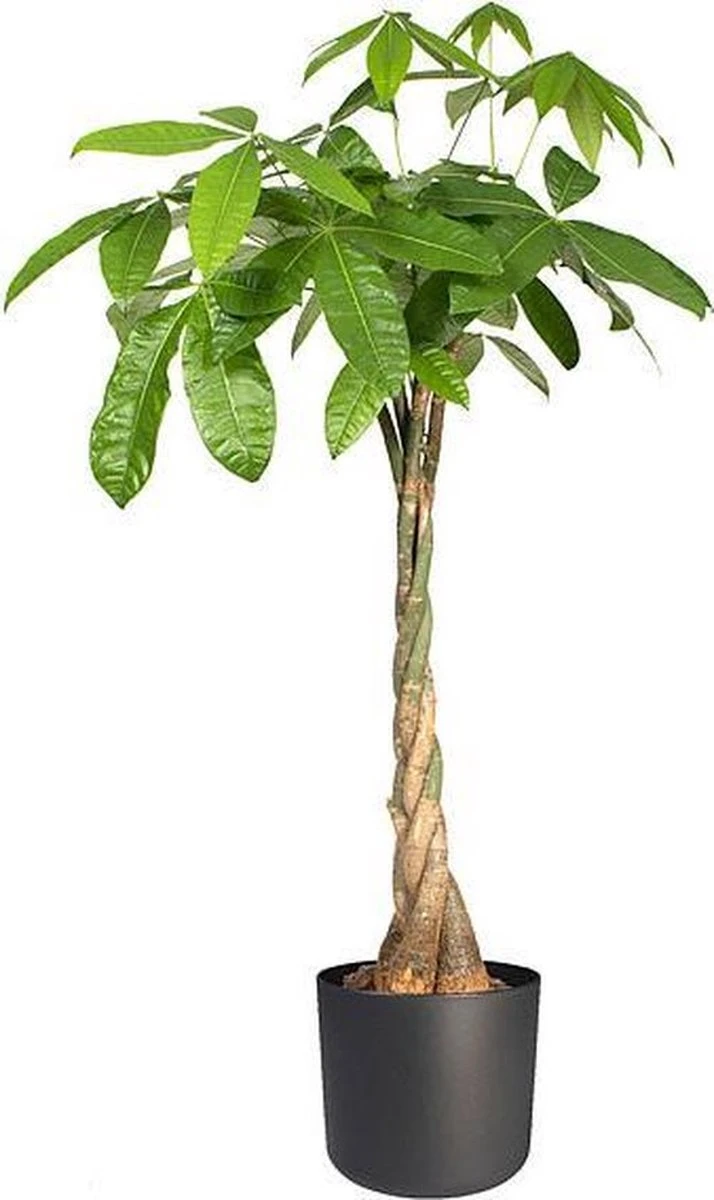 Elho B.for Soft Rond 22 - Bloempot Voor Binnen - Ø 22.3 X H 20.4 Cm - Zwart/Antraciet - Afbeelding 4