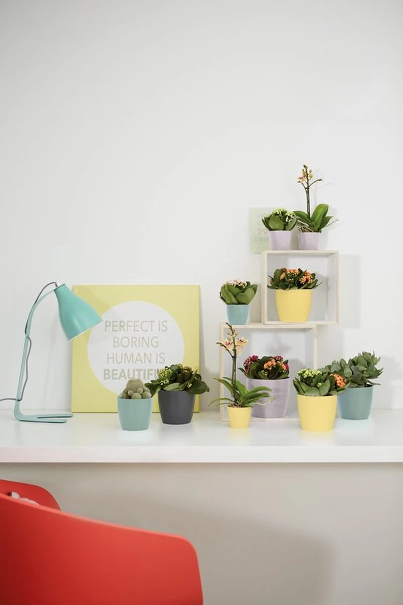 Elho Brussels Rond Mini 7 - Bloempot Voor Binnen - Ø 6.7 X H 6.0 Cm - Zwart/Antraciet - Afbeelding 4