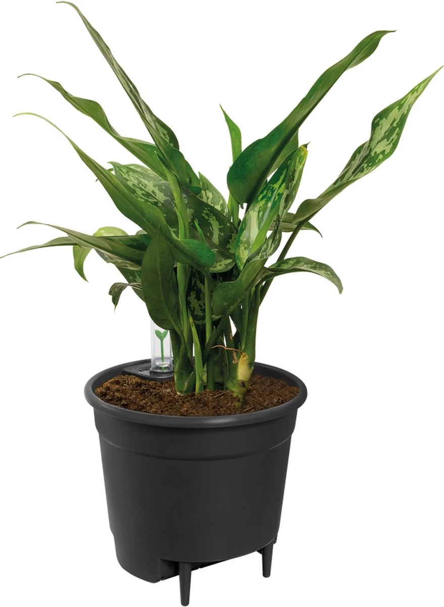 Elho Self-watering Insert 33 - Accessoires Voor Binnenaccessoires - Ø 33.3 X H 30.7 Cm - Zwart/Living Black - Afbeelding 2